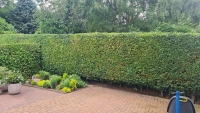 Hedge trimming